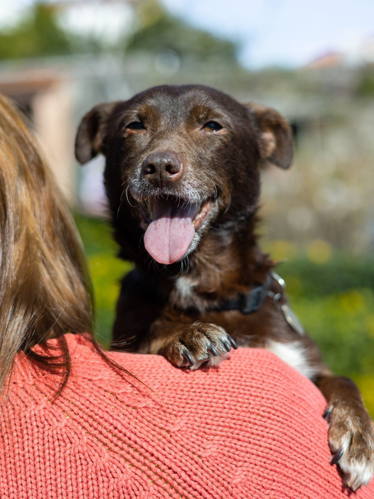 Cãozinho adulto porte pequeno