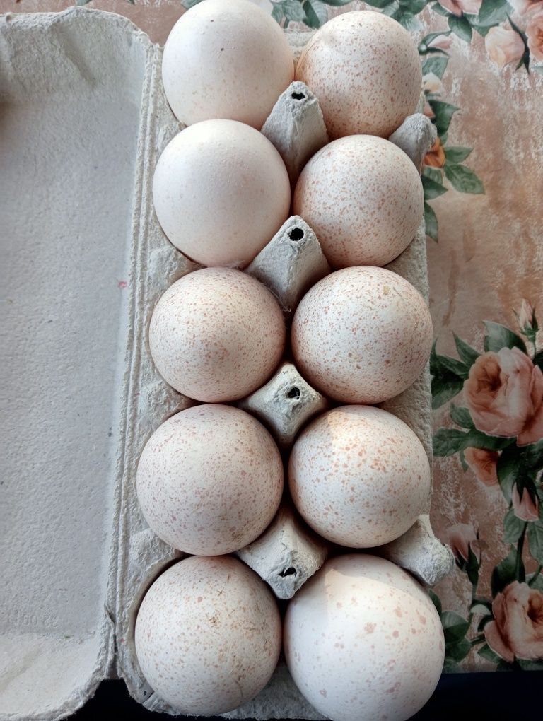 Jaja lęgowe indyk, kaczki, perliczki