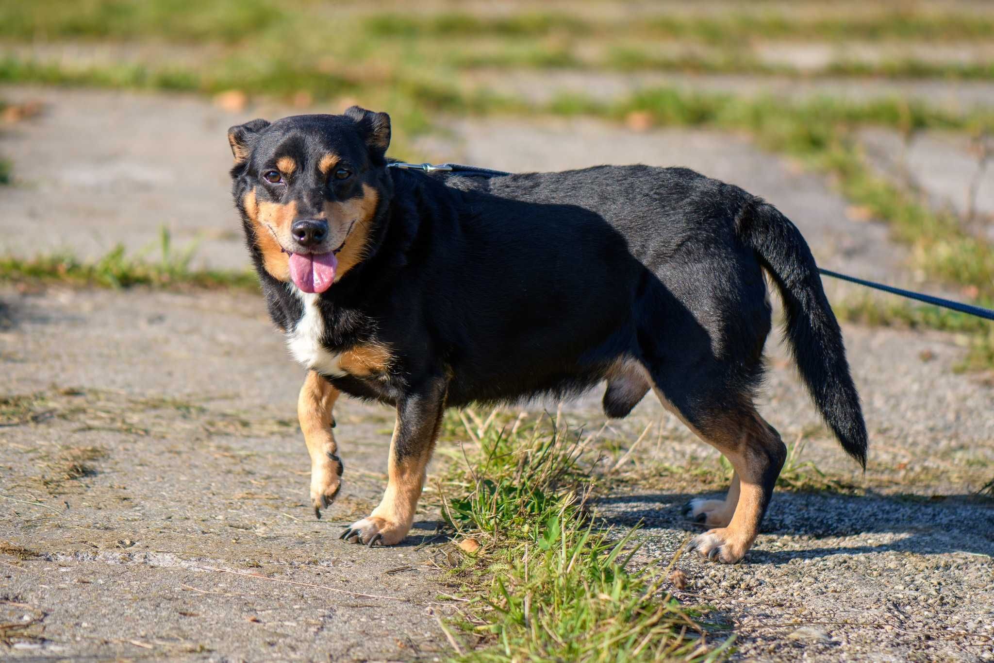 Max poleca się do adopcji