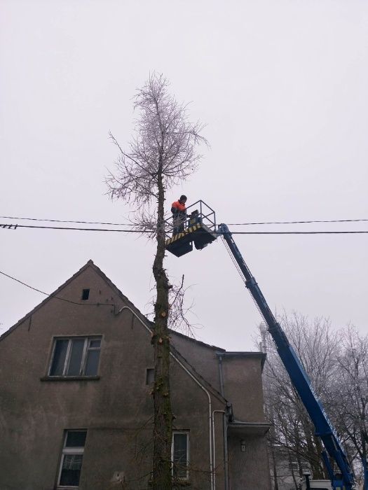 Wycinka i pielęgnacja drzew. Czyszczenie działek. Koszenie