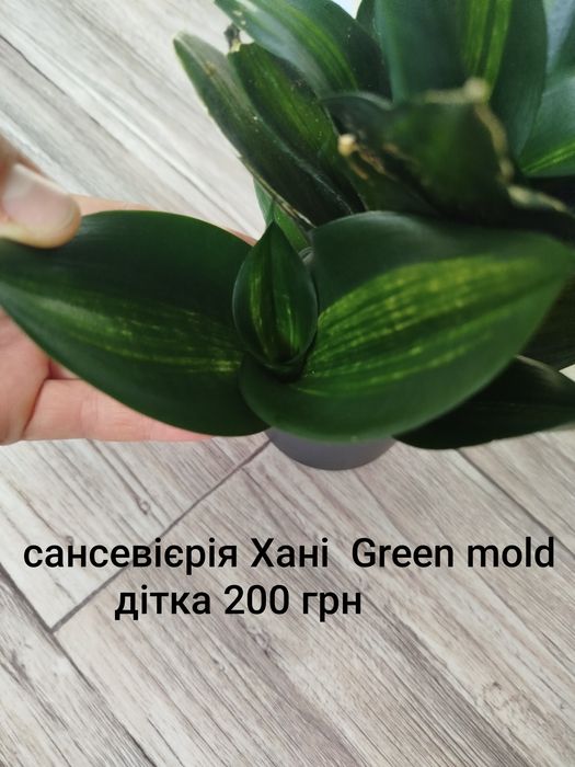 Сансевієрія green mold, сансевиерия, сансев'єра.