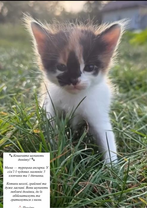 Кошенята шукають домівку