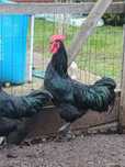 Kogut australorp