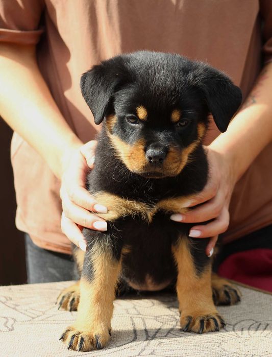 Вже готові їхати в нові родини