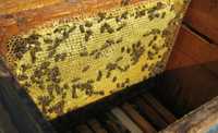 Продам бджолопакети, пчелопакети, опт