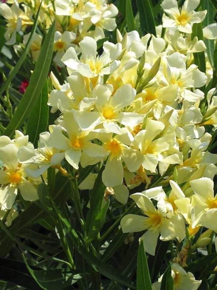 Oleandre o pięknych żółtych kwiatach
