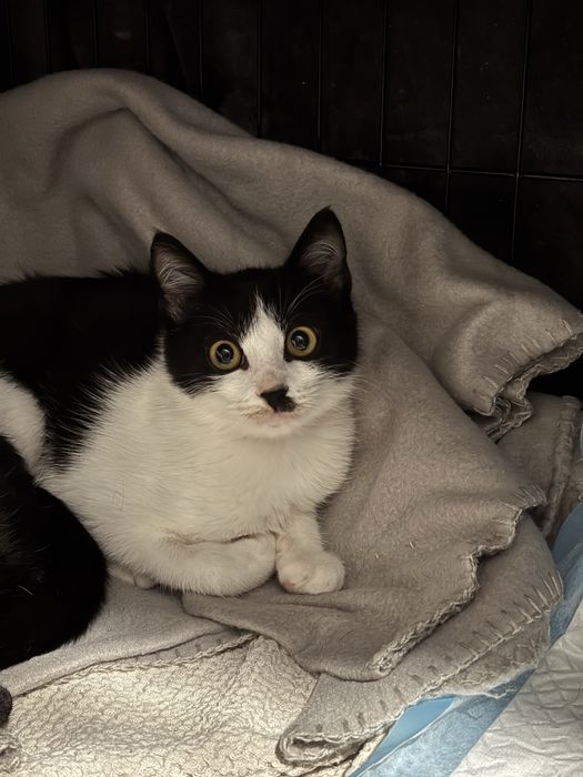 KITLER prosi o domek. Kochany bardzo