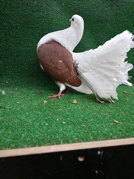 Gołębie pawiki samce