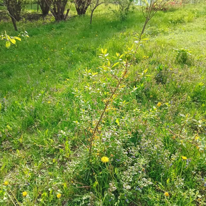 26. Duża sadzonka forsycji