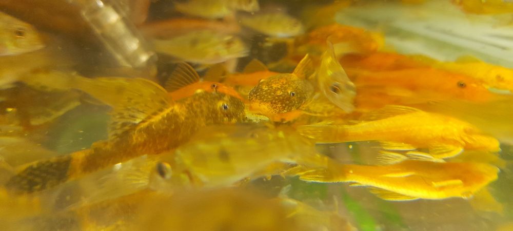 Ancistrus zbrojnik Młode 3-4cm. Calico, Złoty, Albinos. Wysyłka