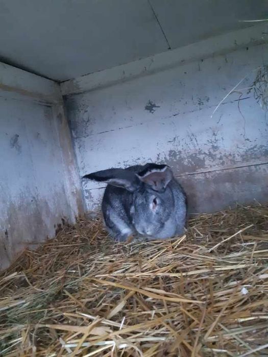 Króliki belgijskie szynszylowate