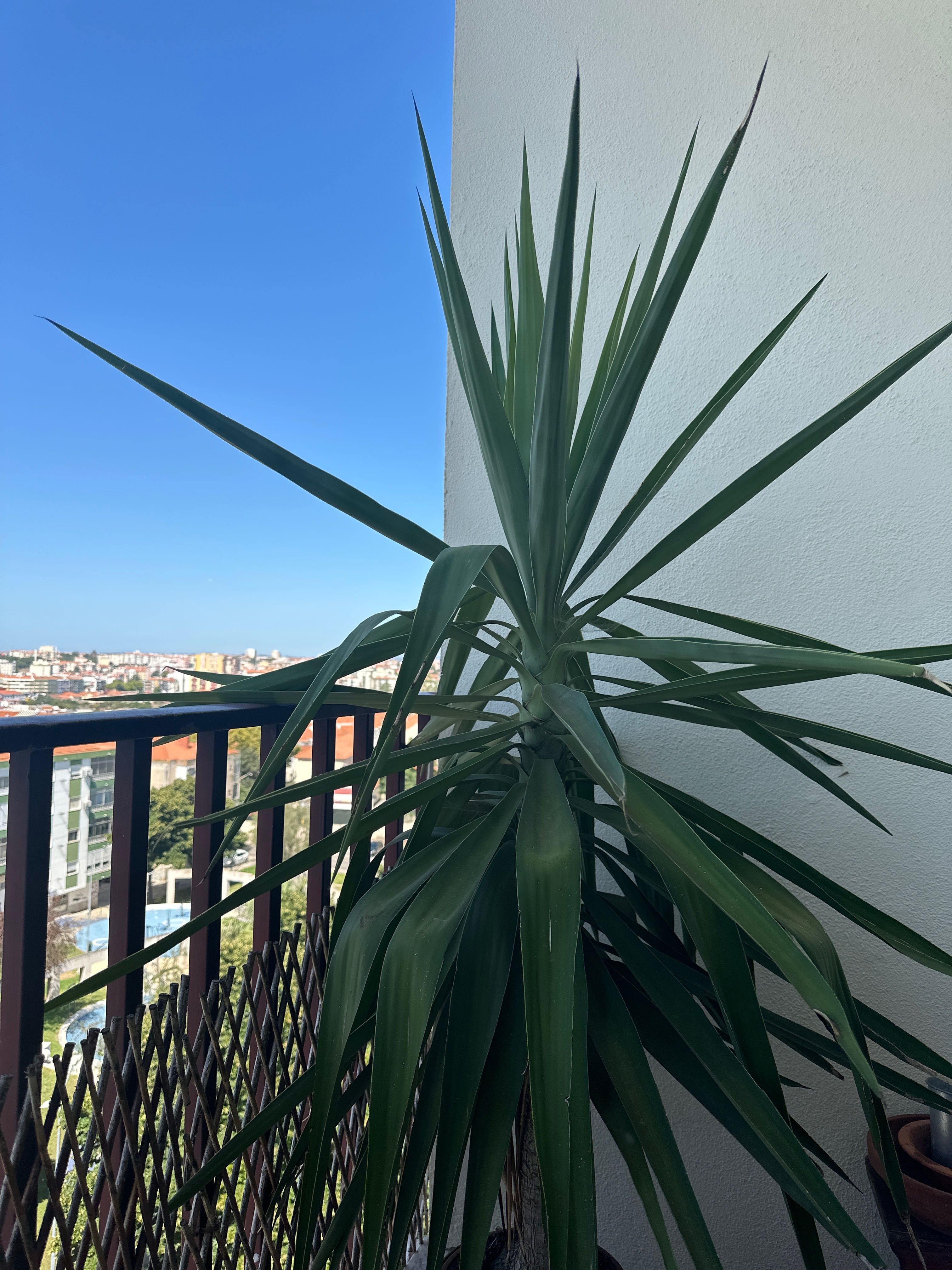 Yucca planta 1,50cm