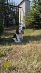 Beagle piękna sunia tricolor