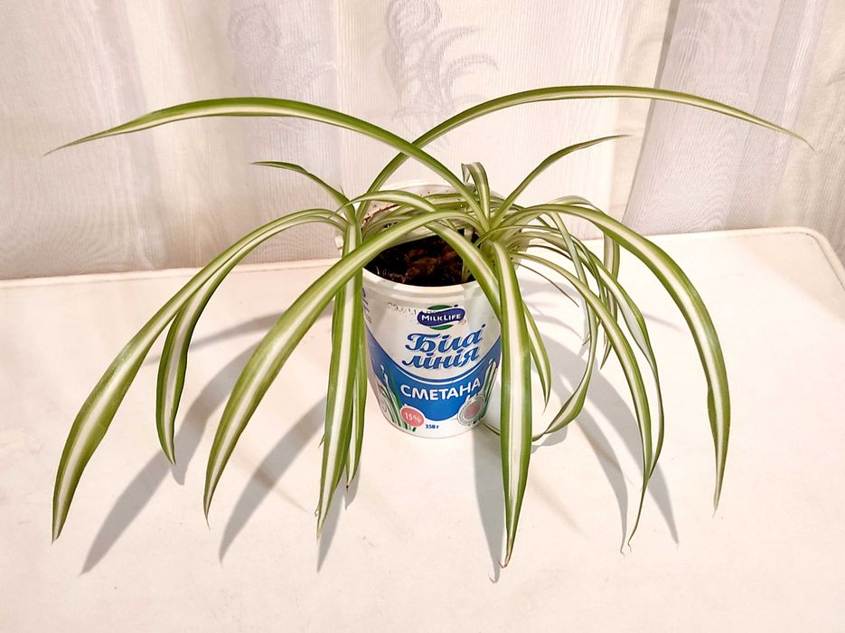 Хлорофітум Чубатий