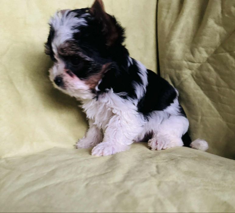 Piesek yorkshire terrier wyjątkowej urody