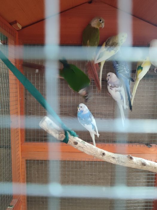 Sprzedam lub zamienię