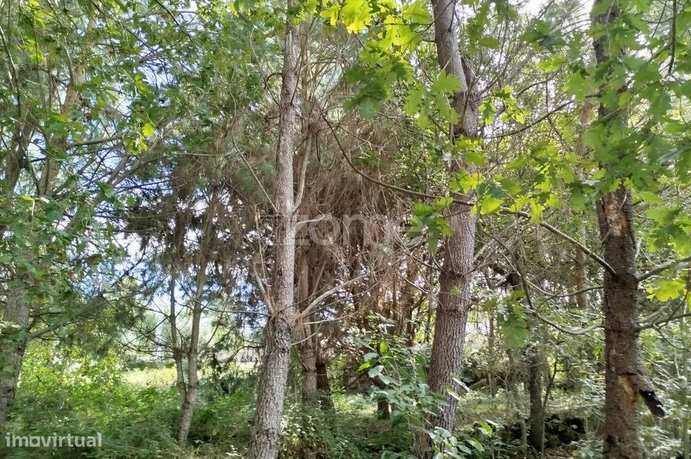 Lote para construção com vários arvores de fruto