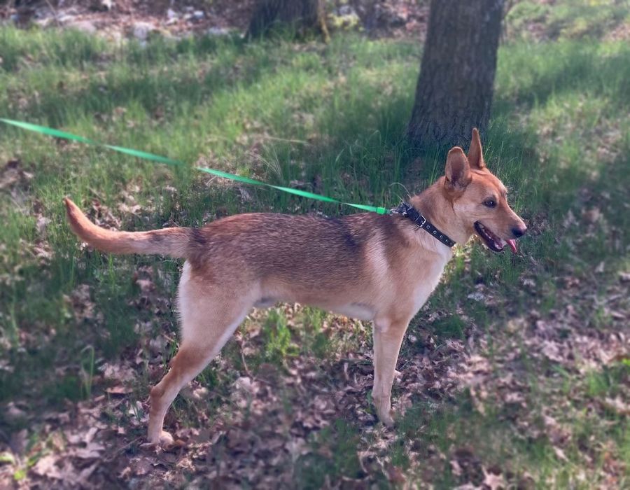 Песик-енерджайзер шукає дім!