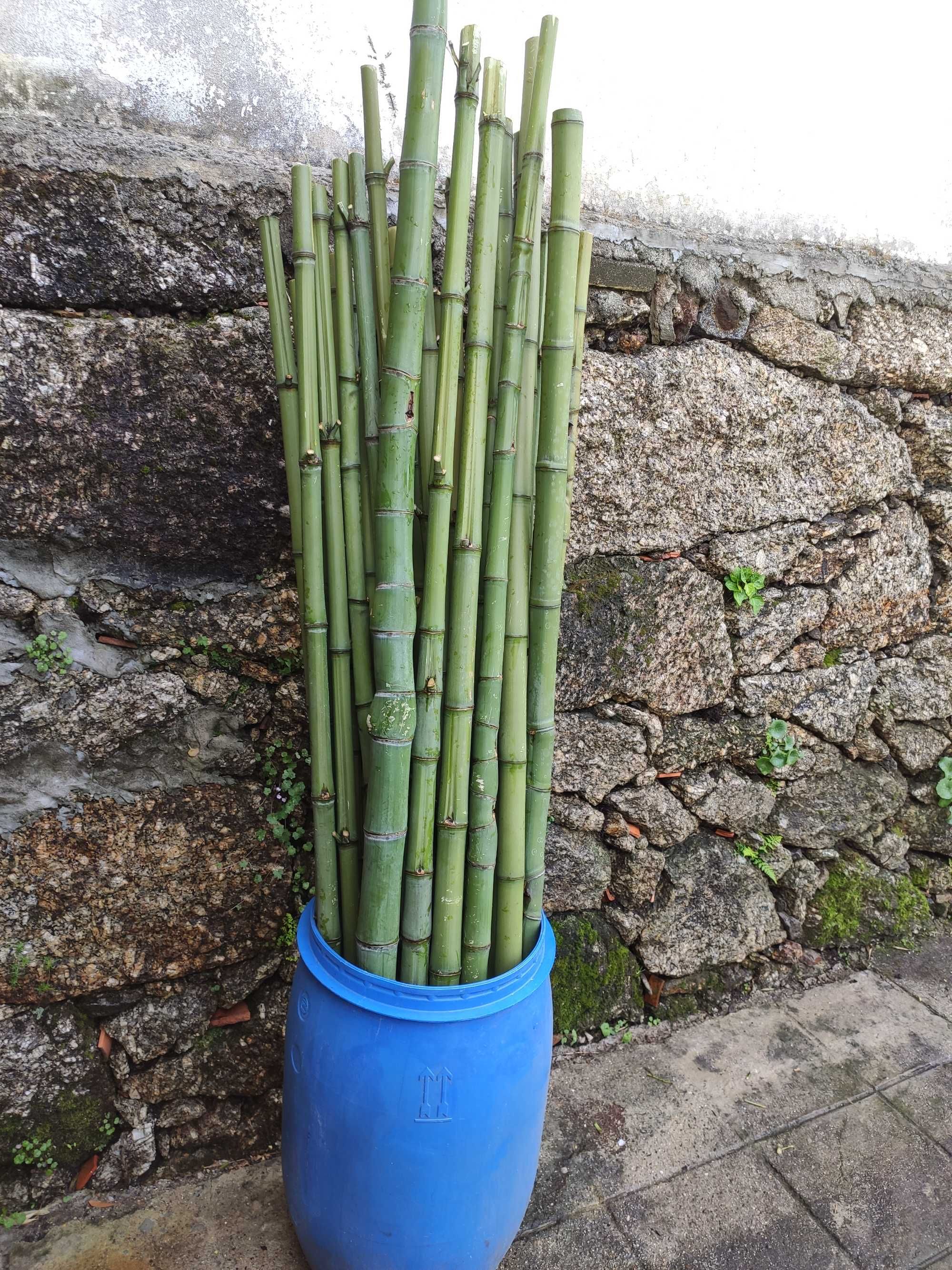 Canas de Bambu Natural