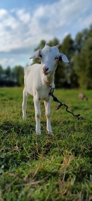 Kózka 50% anglonubijska Biała