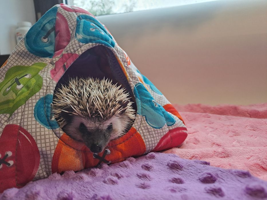 Jeż pigmejski jeż jeżyk jeżynka ZAREJESTROWANA HODOWLA