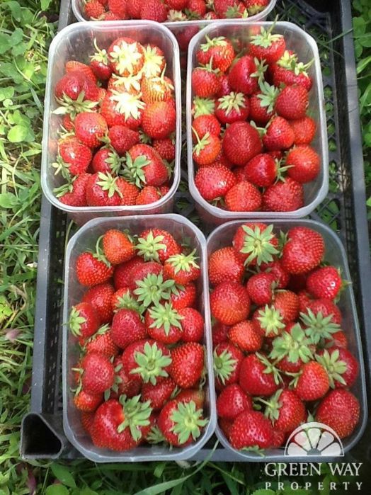 Продаж Терміново будинок с.Красне 160м2 25соток