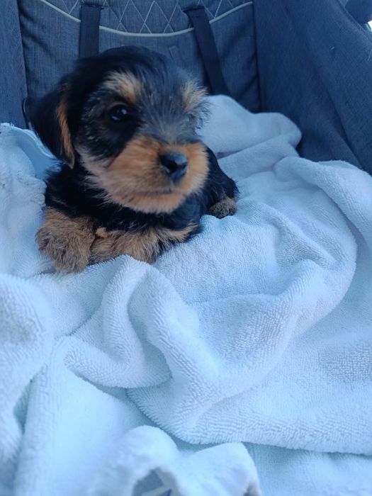 Cachorrinho Yorkshire super fofo