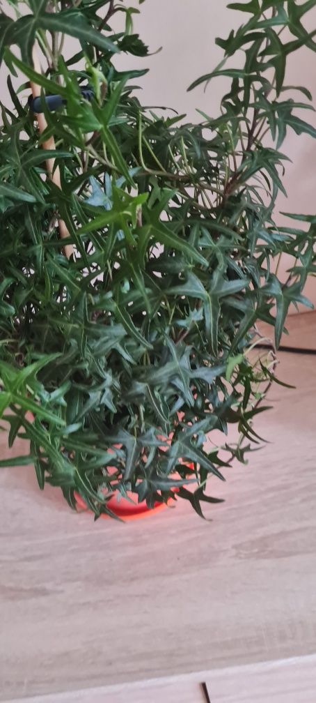 Bluszcz hedera helix