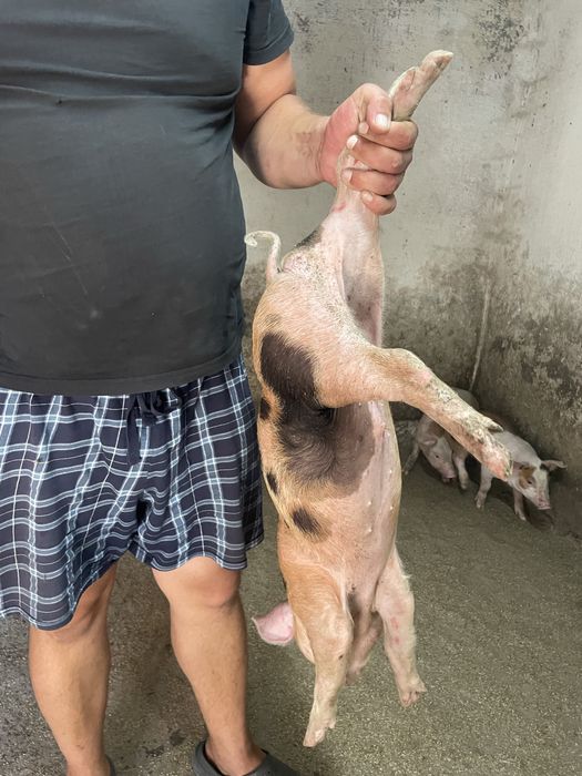 Продамо підрощених поросят