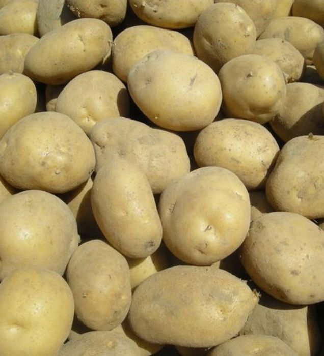 Ziemniaki jadalne i sadzeniaki Soraya i bellarosa