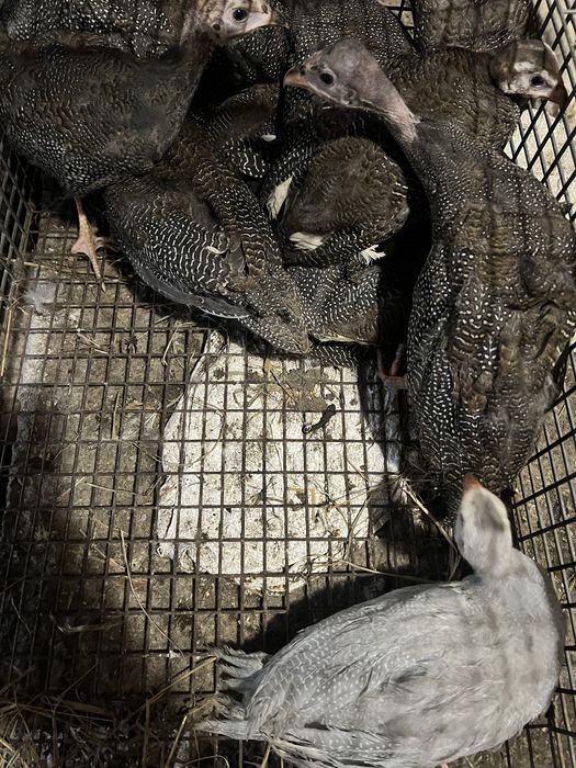 Цесарки підрощі ,