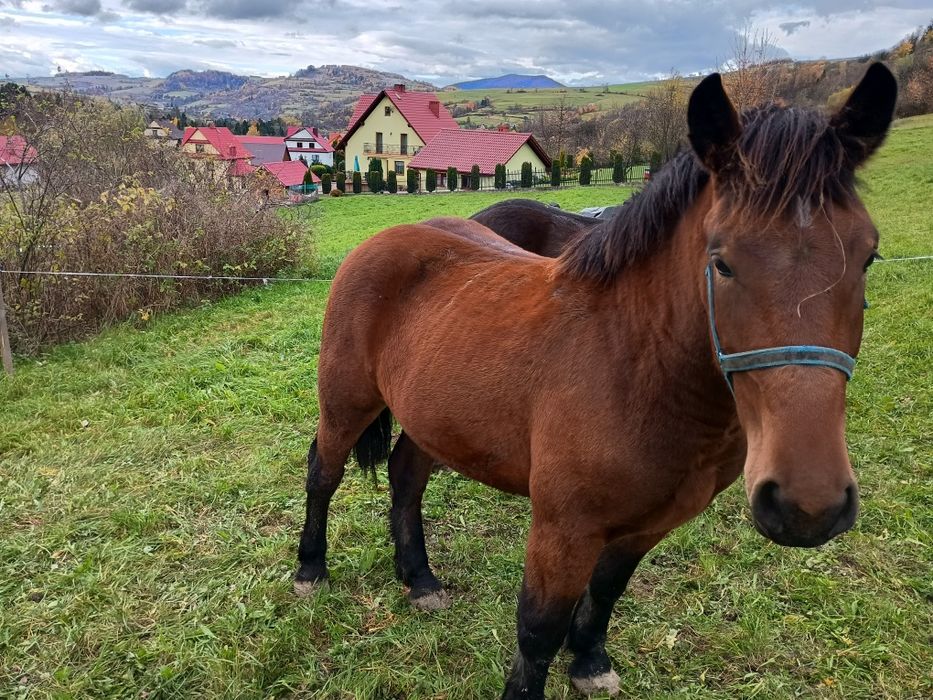 Sprzedam lub zamienię klacz na bydło