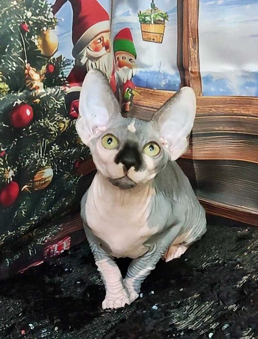 Канадський сфінкс хлопчик Леон