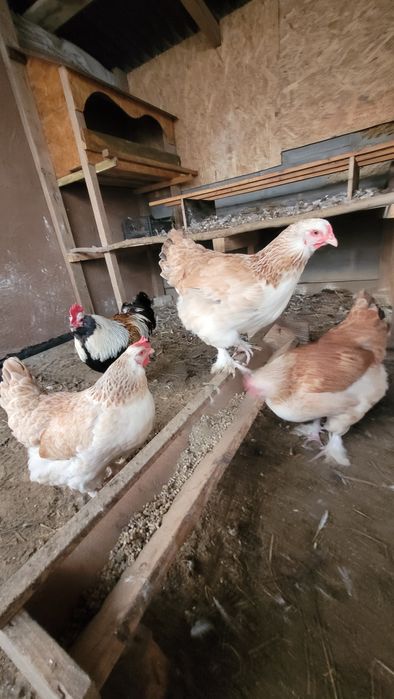 Кури породи фавероль