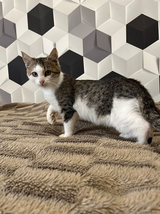 Кошенятко в добрі руки