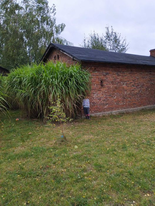 Miskant Olbrzymi Giganteus 3-4 m Karpa XXXL 50cm Sadzonka 5-letnia