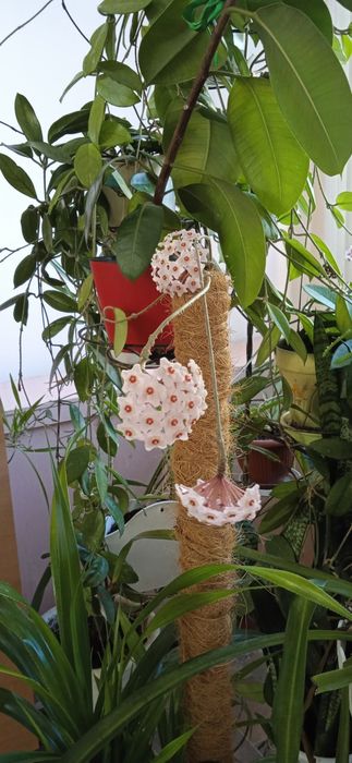 Хойя, плющ восковий