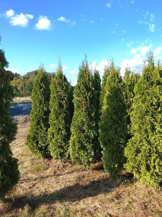 Thuja Smaragd 200cm z GWARANCJĄ