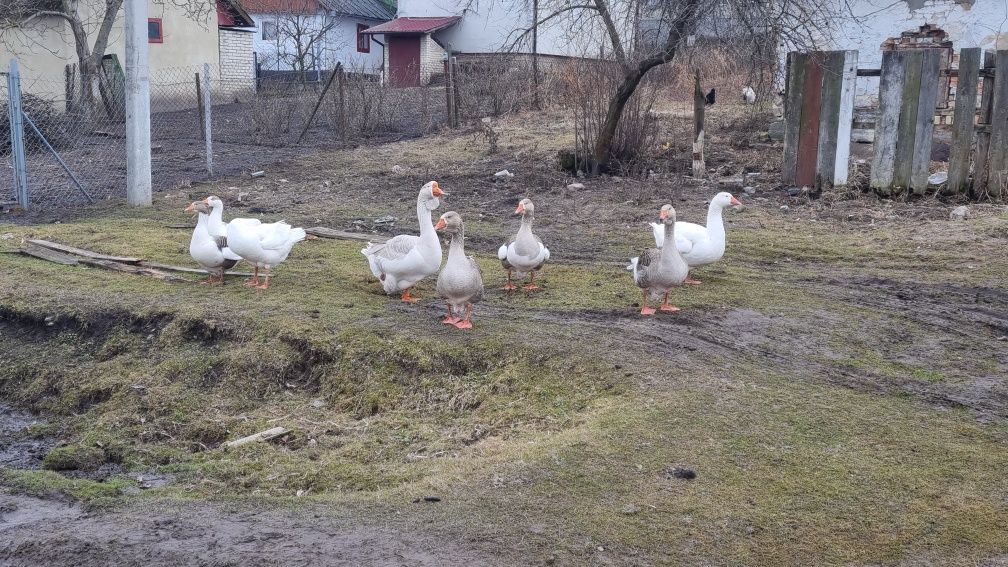 Яйце інкубаційне гусей