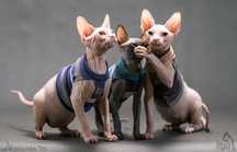Dostępny w hodowli kociaki. Biały Czarny na Już ‼️ Wwa Sfinks • Sphynx