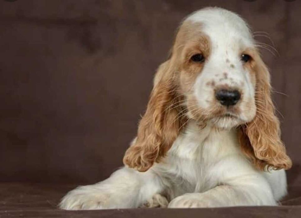 Cocker Spaniel Inglês  MACHO LARANJA RUÃO com LOP e AFIXO