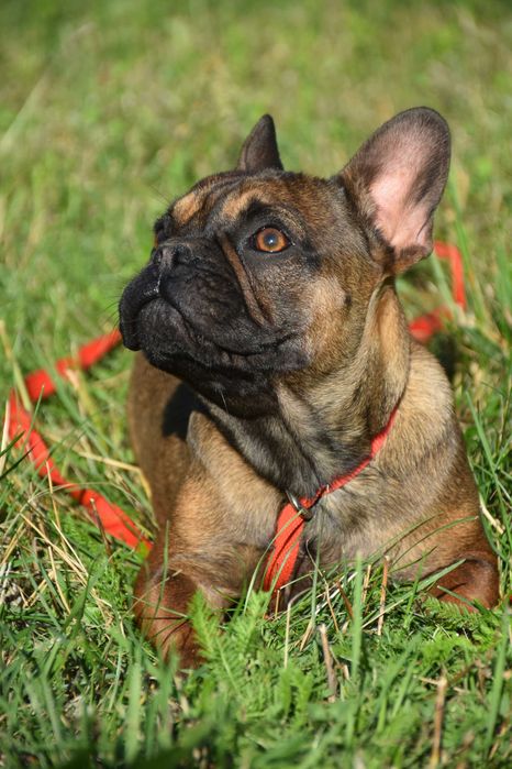 buldog francuski suka odchowana+ paszport