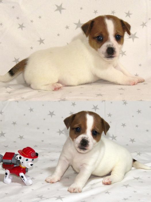 Джек Рассел терьер с документами клуба КСУ