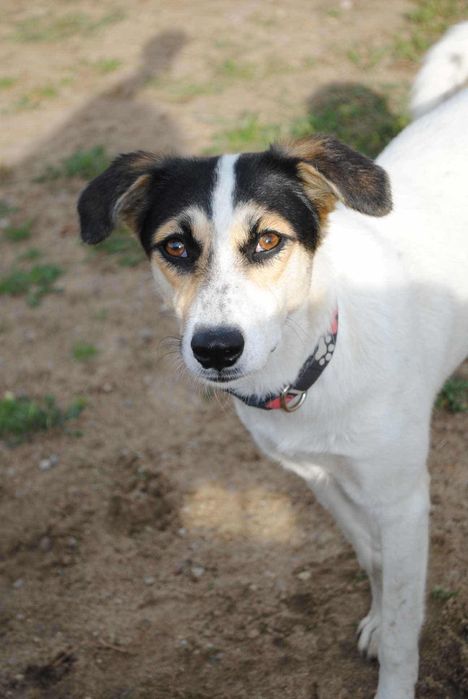 Żelka szuka kochającego domku