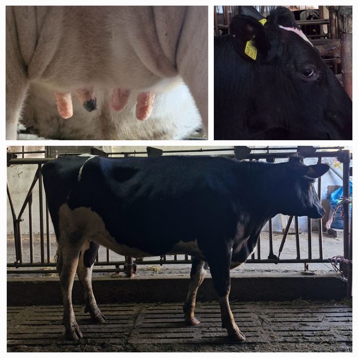 Sprzedam jałówki cielne