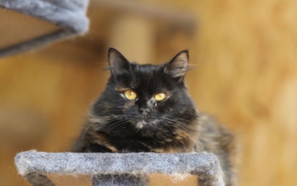 Пеппа, котичка, 1 год, милая кошечка, девочка, кошка