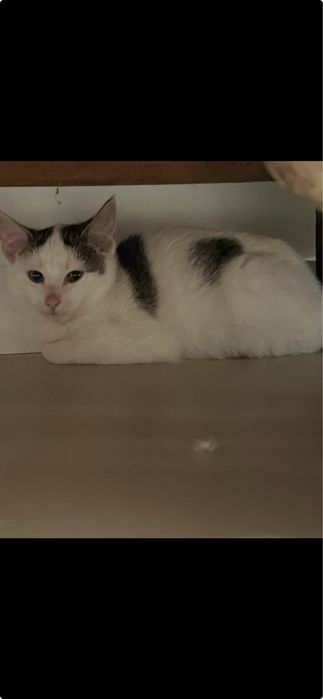 Sliczne male kotki do adopcji w Bydgoszczy i okolicach