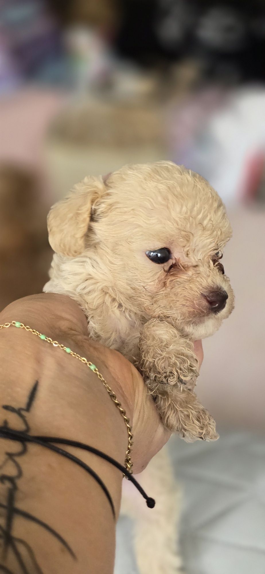 Malutki Maltipoo