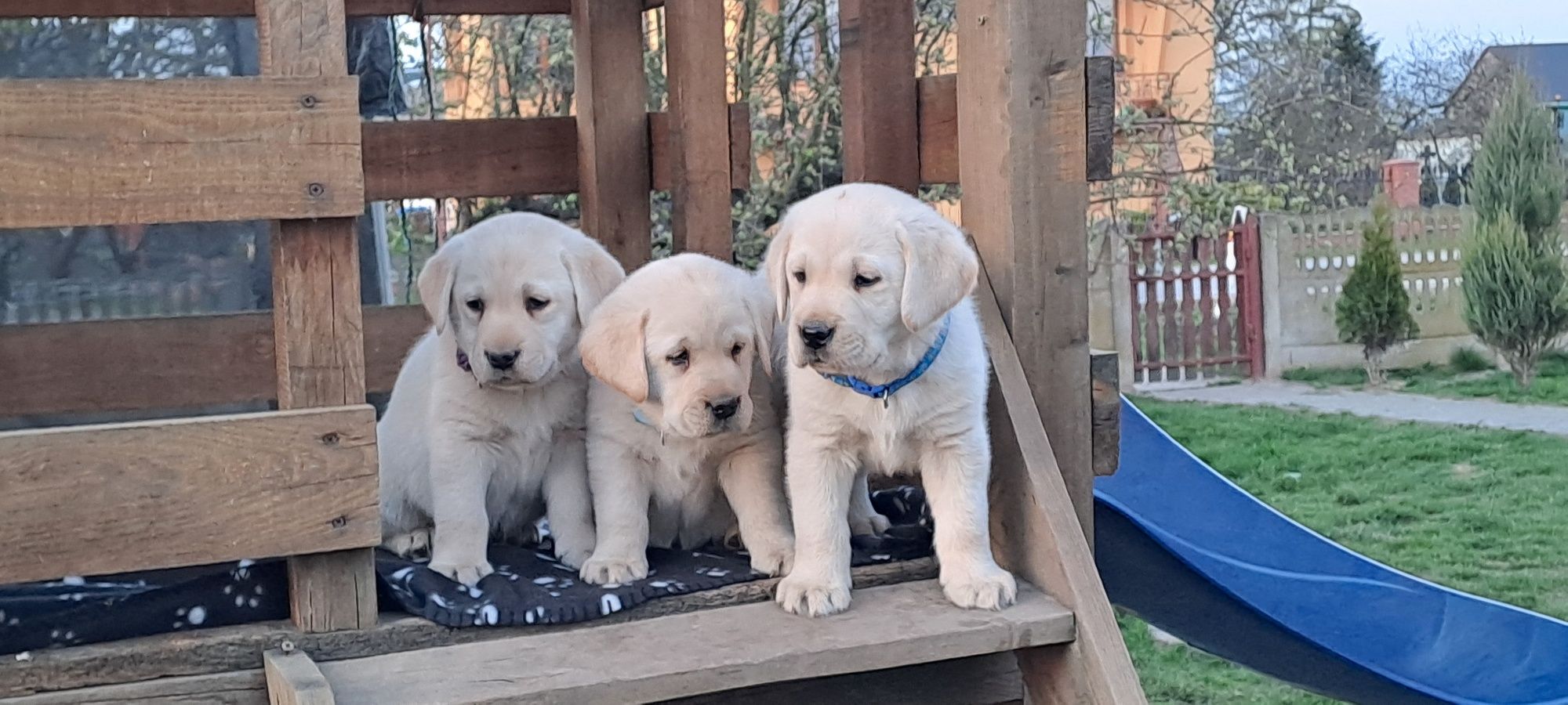 Labrador retriever