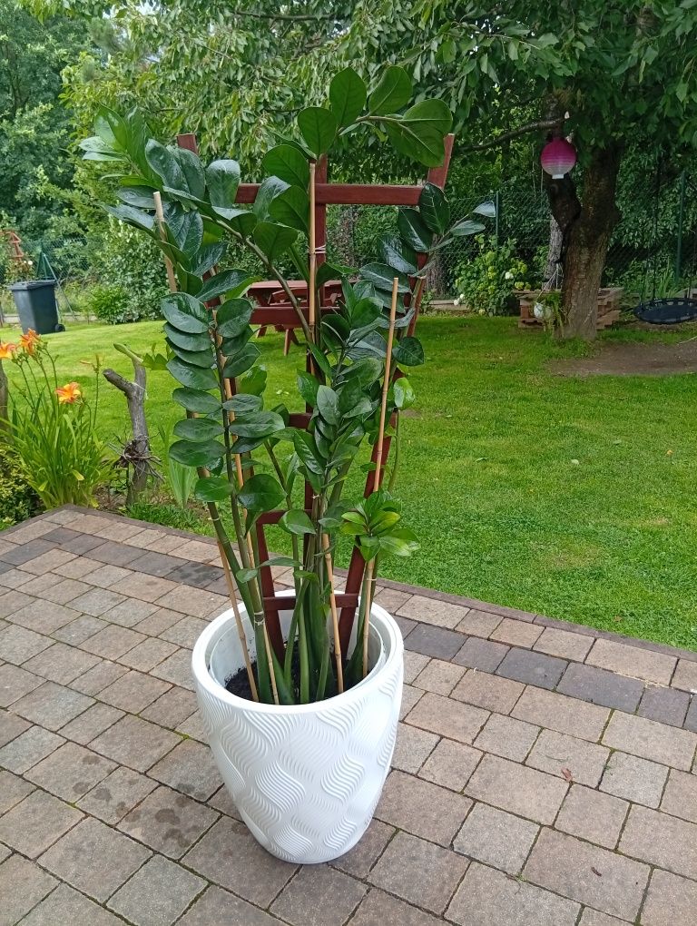 Zamiokulkas, zamia kwiat doniczkowy